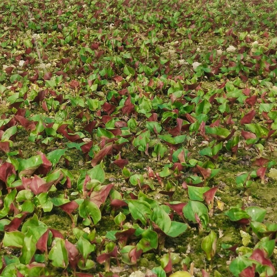 新鲜鱼腥草折耳根节节根嫩根嫩芽四川特色凉拌蔬菜猪鼻拱现挖现发嫩叶
