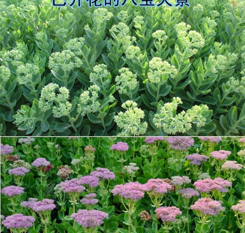 梦动八宝景天盆栽蝎子草三七植物防蚊虫叮咬中草药苗5棵