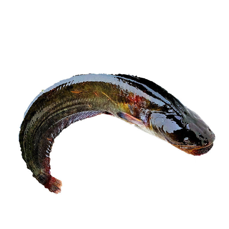 lism非常新鲜东北纯江鲶鱼黑龙江胡子大口鲶鱼淡水鱼鲜活速冻一条一斤