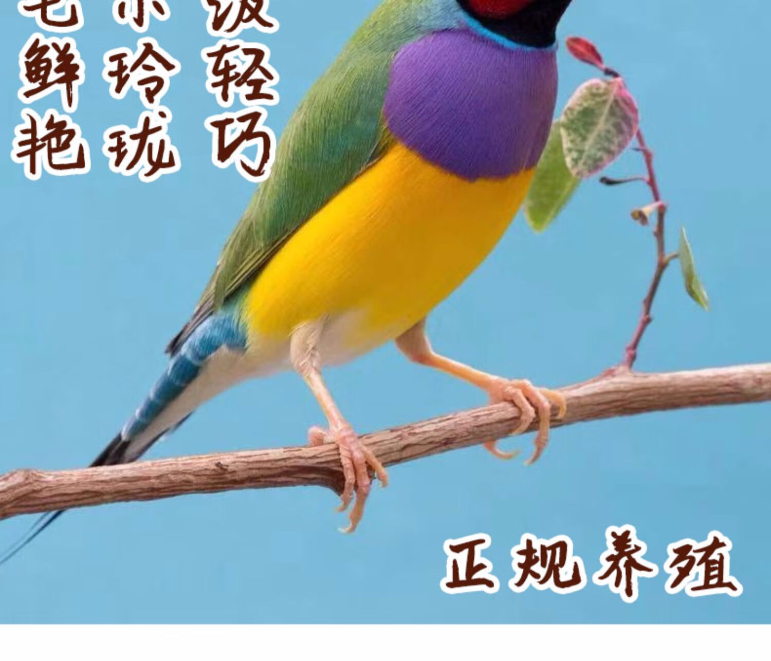 活體小型寵物鳥觀賞鳥珍珠鳥活物灰白活體送鳥糧七彩一隻綠背紫胸