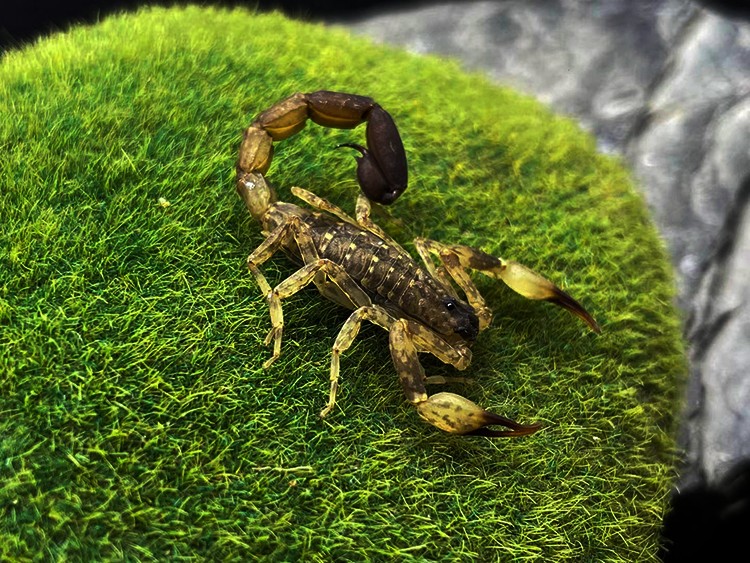 海南双针蝎 5厘米左右成体新手宠物蝎子活体雨林蝎国产经典套装 朴彩