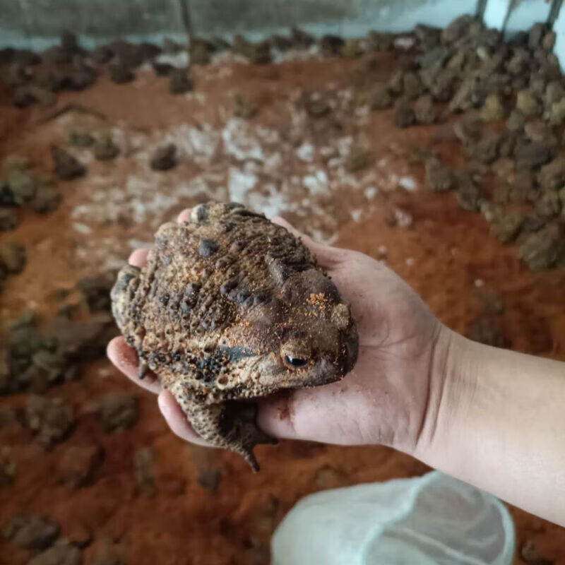 【活体癞蛤蟆】活体中华大蟾蜍 癞蛤蟆 疥蛤蟆 活 蟾道 100g(十只起)