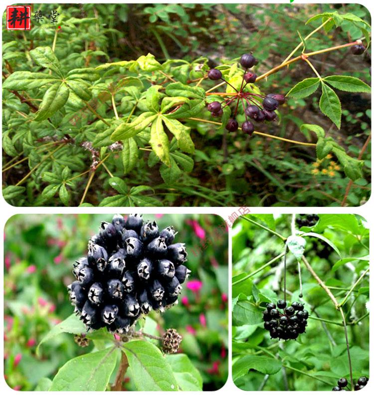 长白山刺五加茶东北特产刺五加籽果五加参五加皮 250g【图片 价格