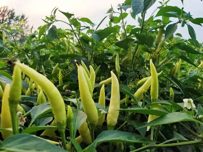 新鲜小米辣 野山椒 白辣椒 白小米 做泡椒 5斤