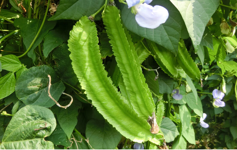 顺丰鲜达海南三亚四角豆新鲜四棱豆香龙豆角有机蔬菜应季现摘特产海南
