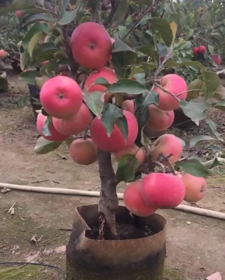 矮化盆栽苹果树苗 南方北方种植庭院盆景 红富士苹果苗 当年结果 津甜