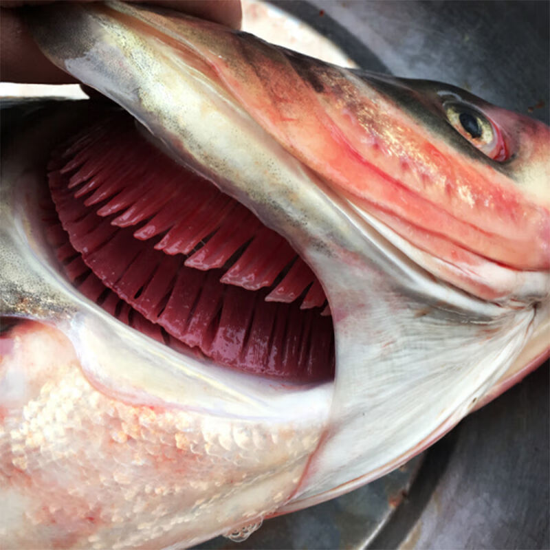 鲢鱼头新鲜鱼头湖水库大头鱼去鳃去内脏胖头鱼整箱红烧斓维品鲢鱼头