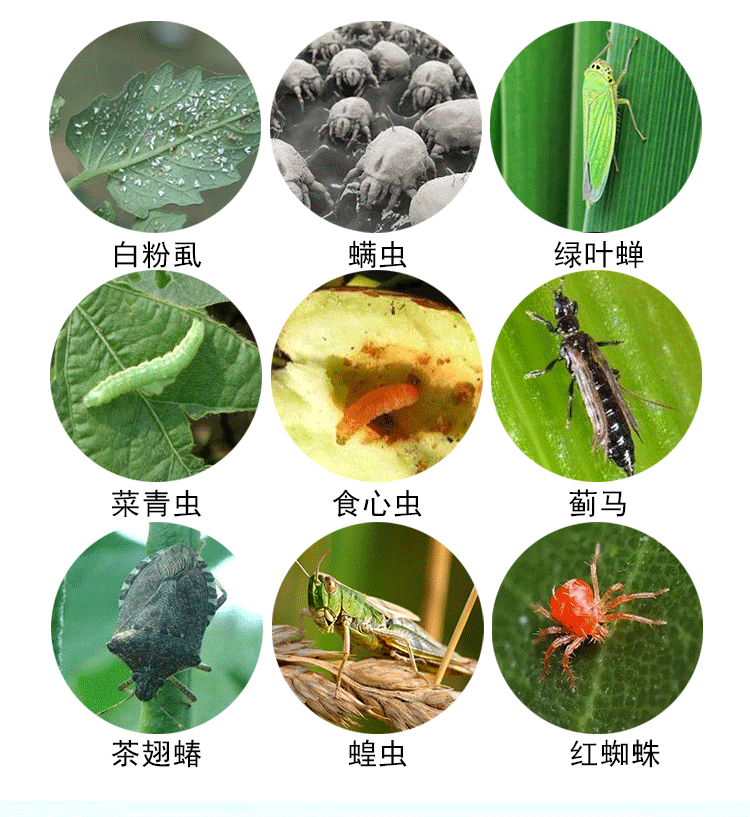 联苯菊酯杀虫剂茶叶专用药叶蝉蚜虫药蚜虫飞虱专用白粉虱联苯菊脂500g