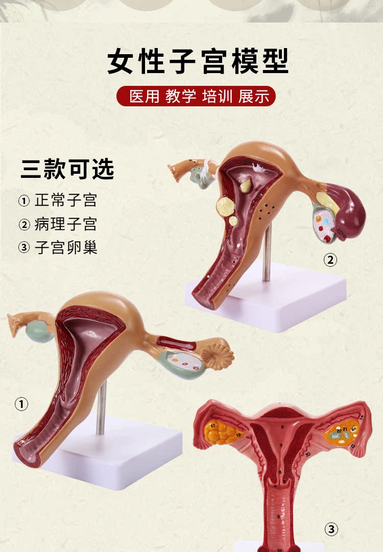 人体子宫教学模型阴道病理卵巢附件教具解剖医学女性仿真生殖模器