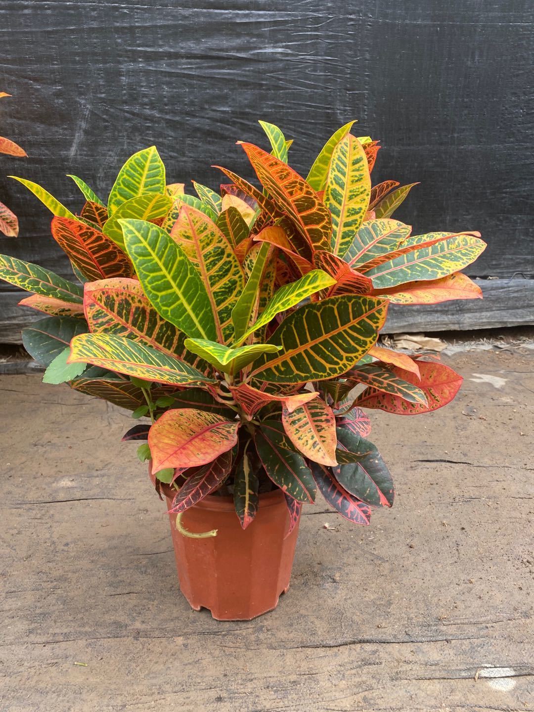 变叶木盆栽变色木彩叶盆景走廊阳台观赏常用室内外造景绿植物花卉 高