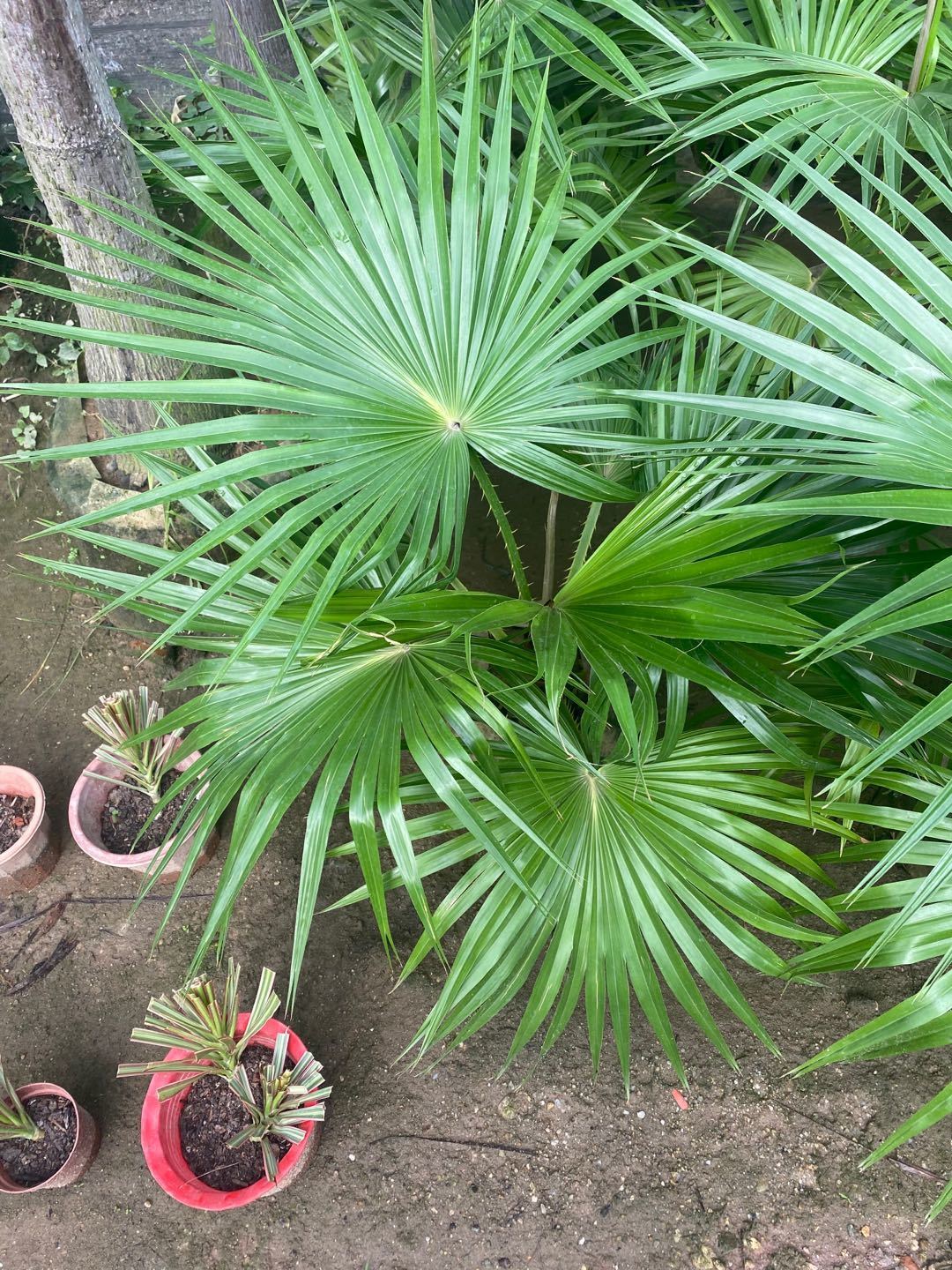 送货上门蒲葵盆栽大叶葵伞大型室内外家居走廊庭院绿植净化空气除甲醛