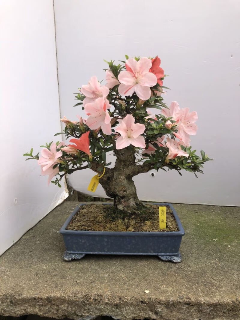 皋月杜鹃盆景矮霸树桩熟桩一物一拍绿植盆栽园艺室内花卉大型五彩夏娟