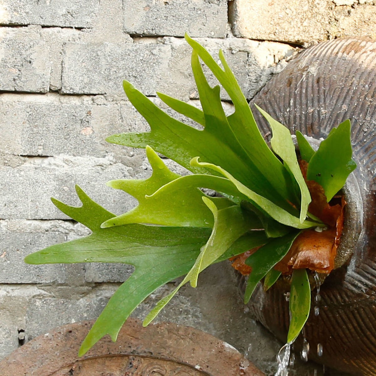 精品鹿角蕨喜阴室内欧美风网红蕨类植物二岐鹿角蕨 挂板二岐鹿角蕨 含