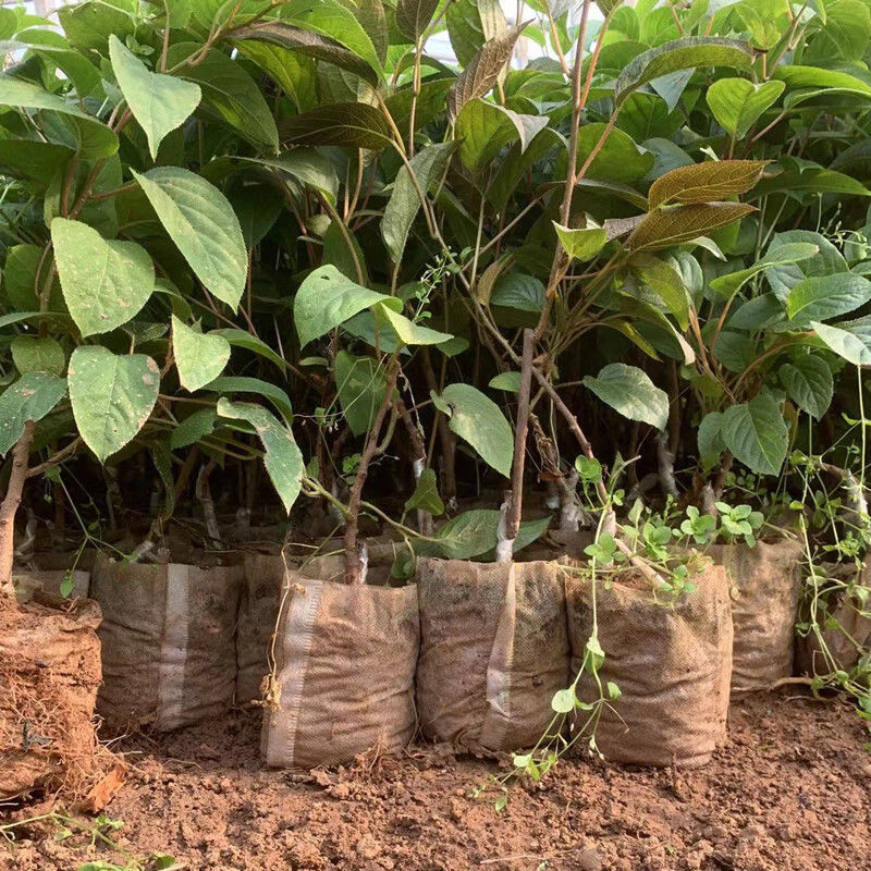 批发正宗嫁接软枣猕猴桃苗原盆原土南北方室内外栽种红心软枣树苗正宗