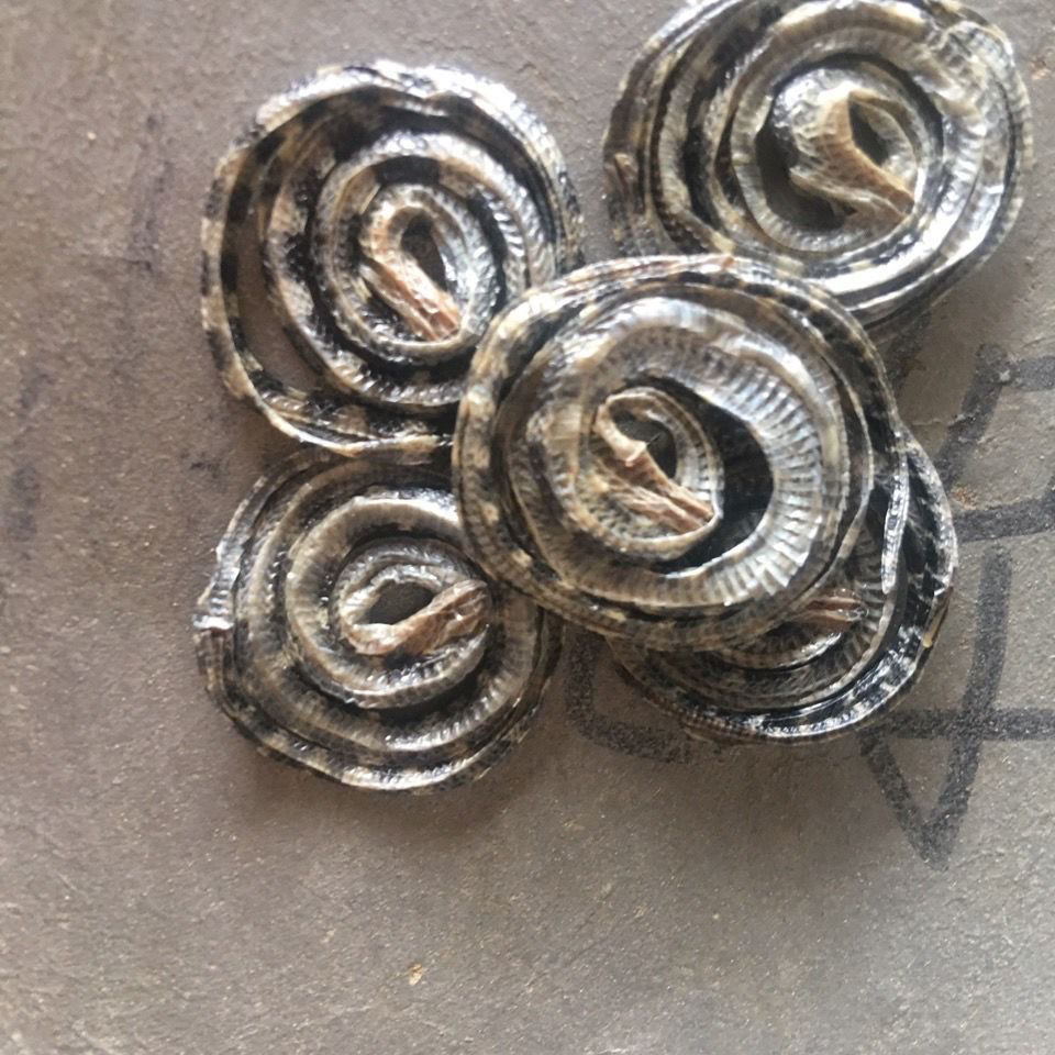 有仁堂百花蛇中药材金钱百花蛇赤练蛇蛇干泡酒小花蛇泡酒金钱白花蛇10