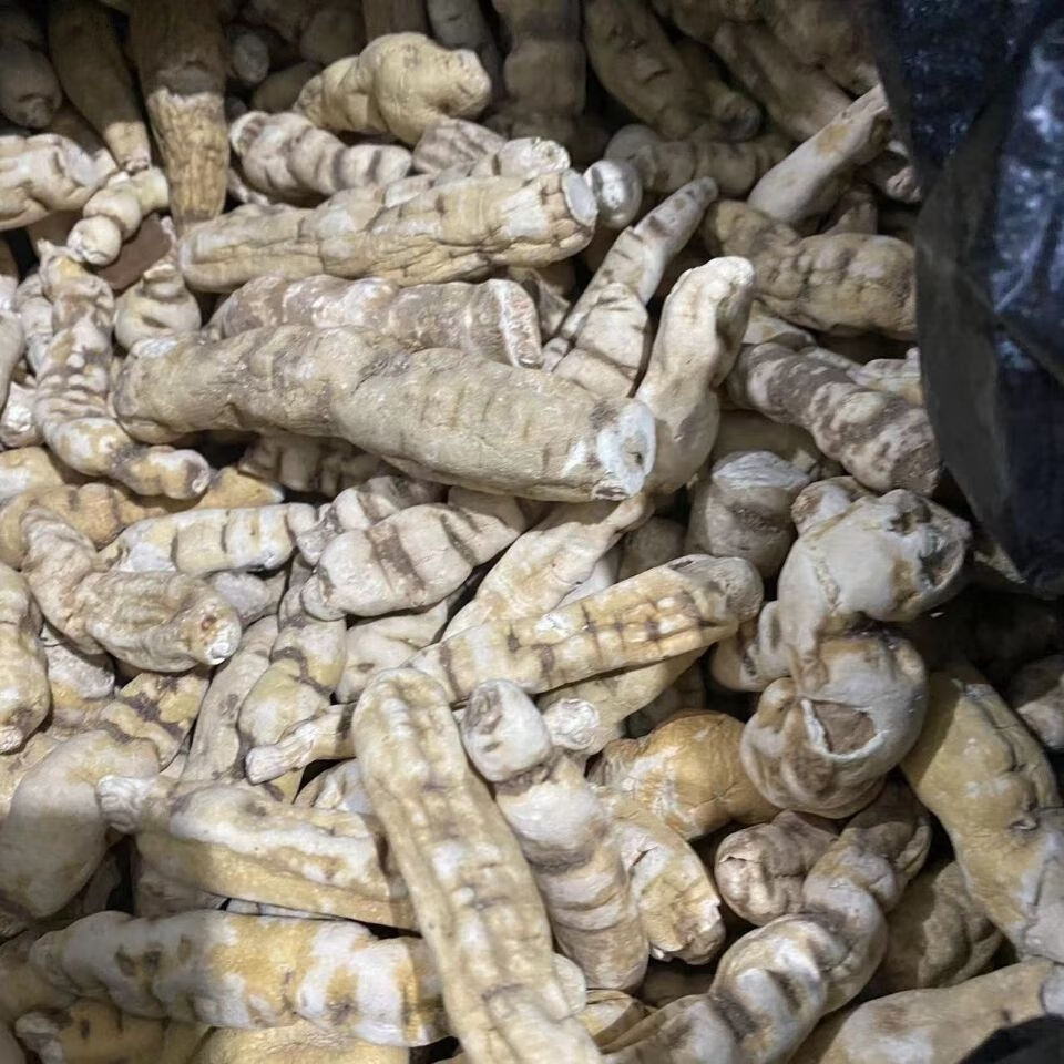 【官方旗舰】龙鞭参 阳鞭参:云南苗家腾冲特产野生