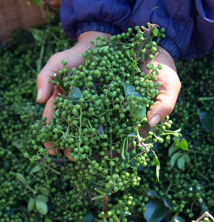 远燕四川特产鲜花椒金阳真空特麻青花椒粒新鲜麻椒现摘藤椒袋装生花椒