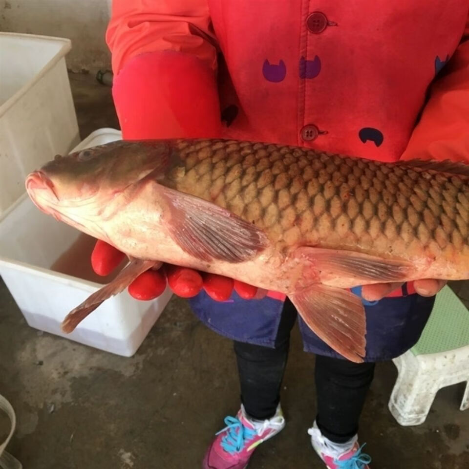 新鲜鲤鱼1斤起正宗江苏水乡鲜活四鼻鲤鱼大鱼现杀淡水鱼15斤3斤