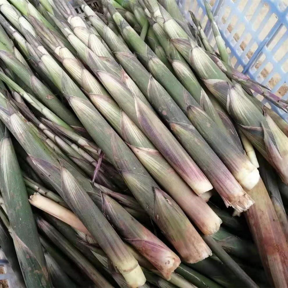 新鲜小竹笋江西野生小甜笋带壳现挖现发现拔小春笋时令蔬菜新鲜小竹笋