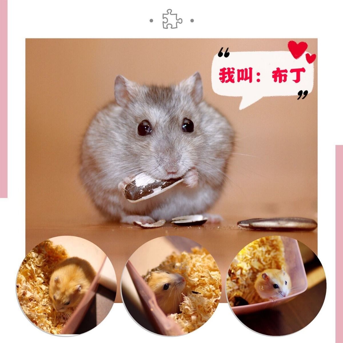 小仓鼠宠物一只三线布丁银狐一对仓鼠宝宝仓鼠活体苍鼠活物 银狐(母)