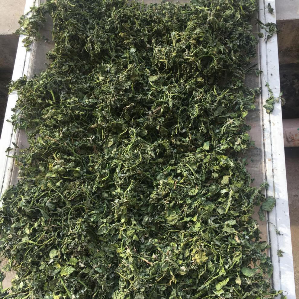 晨臻 脱水灰灰菜500g脱水野菜干 干灰菜 新鲜灰灰菜新货 灰灰菜新货