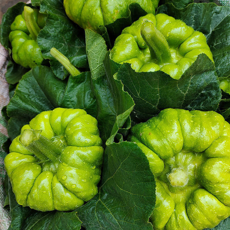 云南农家自种新鲜蔬菜姜柄瓜新鲜小瓜小面瓜迷你南瓜现摘3斤标准装