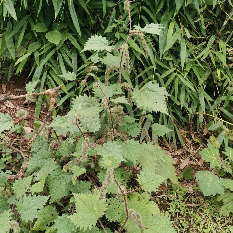 新鲜野生红杆荨麻草四川红活麻红霍麻草咬人草红豁麻绿杆荨麻草 干货