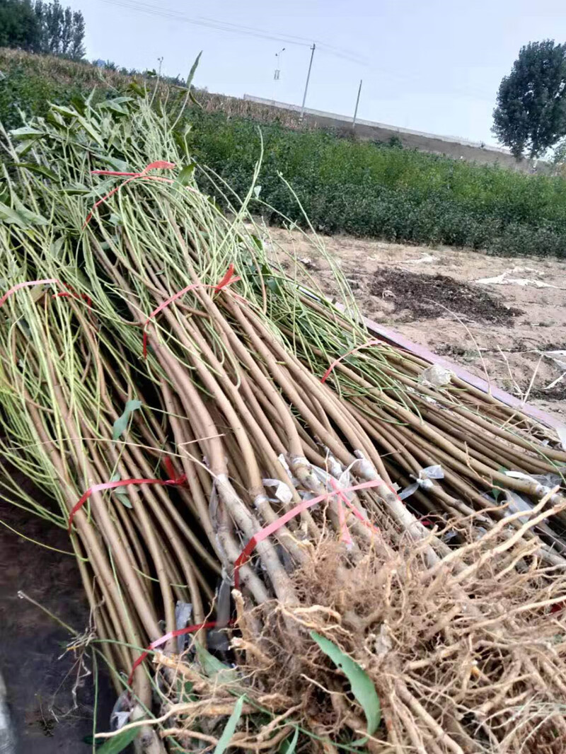 新品种桃树中华黑桃王桃树苗黑桃皇后树苗嫁接当年结果南北方种植 映