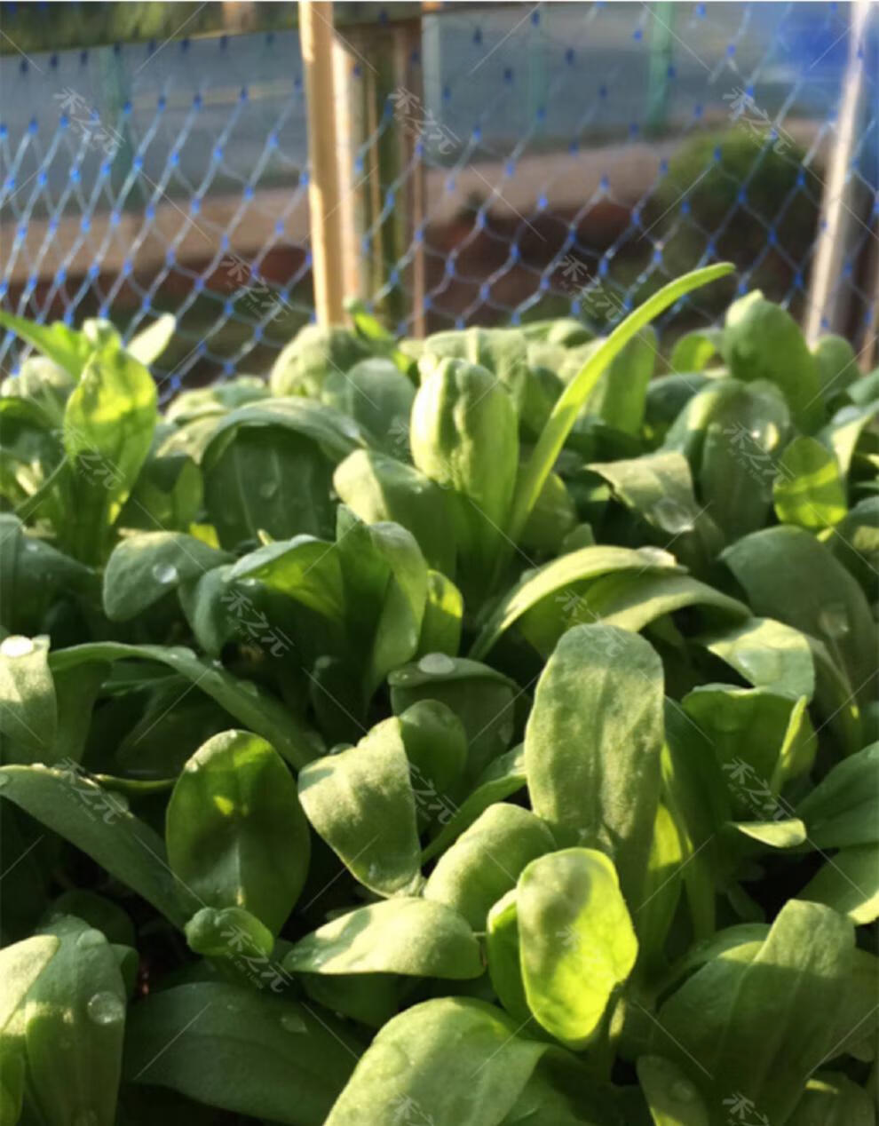 小叶茼蒿种子大全农家茼蒿种籽菜籽四季皇帝菜种苗青菜蔬菜种孑 小叶