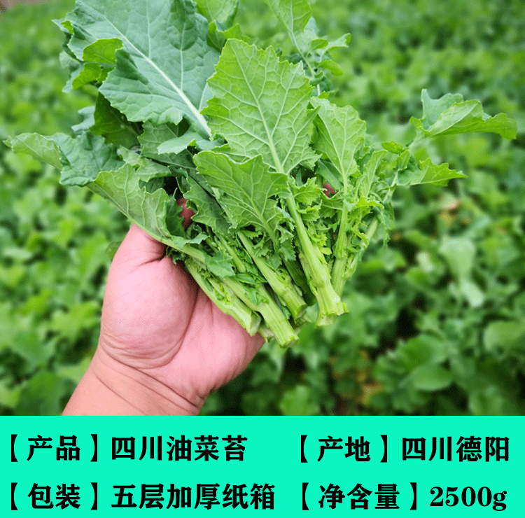 【现摘现发】四川油菜苔 新鲜小油菜 新鲜蔬菜油菜苗 绿色蔬菜青菜苔