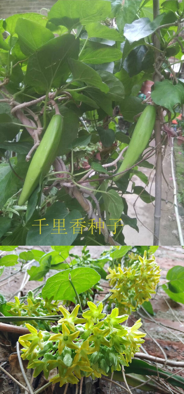 藤本千里香夜兰花藤本夜来香盆栽 驱蚊夜兰花苗 星状花瓣 1.