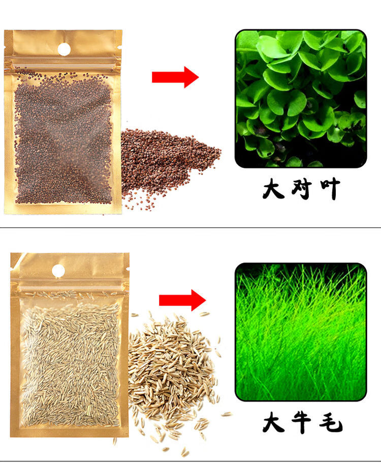 鱼缸装饰速成水草种子迷你对叶牛毛爱情幸运心形草真植物造景装饰小对