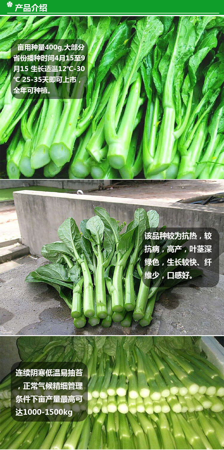 广东蔬菜种类大全图片图片