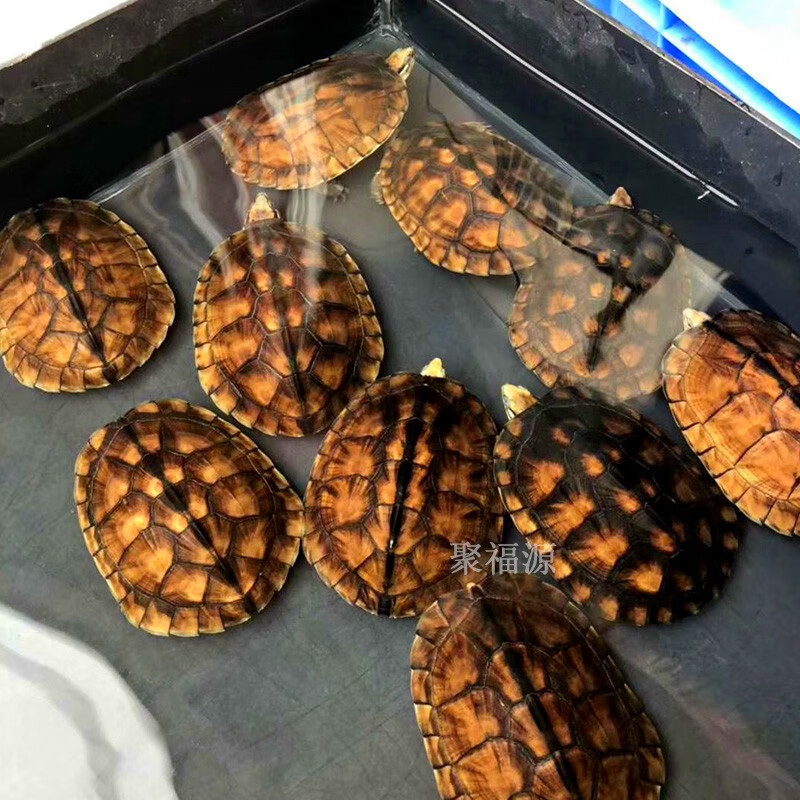 南石龟 越南石正宗黄金龟南石龟活体纯种南石苗越南石龟苗金头龟黄金