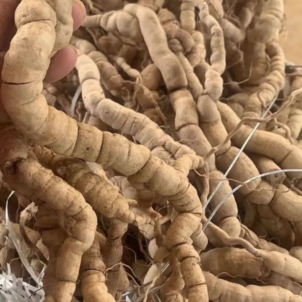 医味巴戟天中药材500g新鲜大肉巴戟天男性泡酒料茶可配肉苁蓉原料
