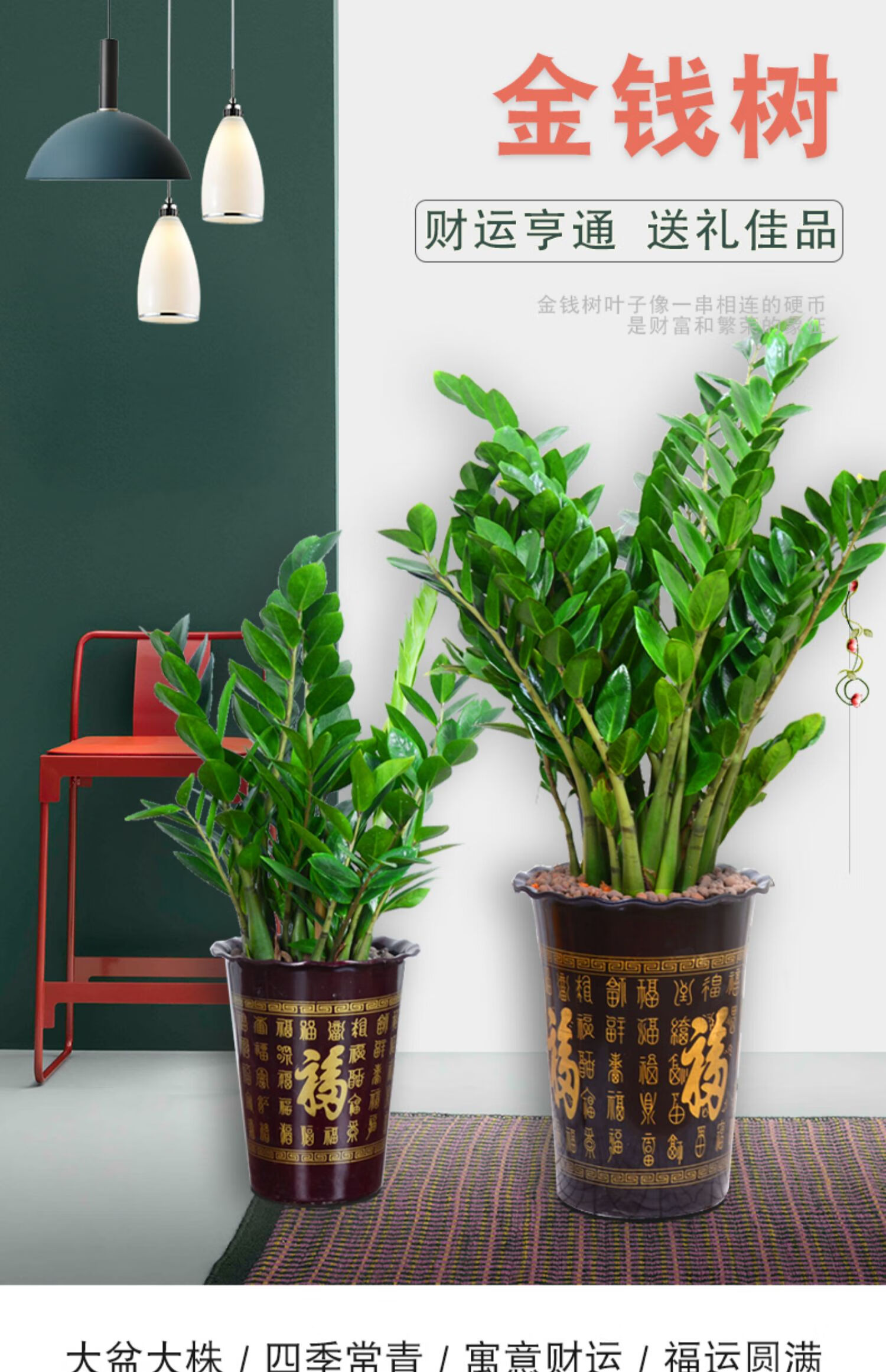 金钱树盆栽室内大型绿植客厅盆景办公室前台四季发财树花卉植物特a