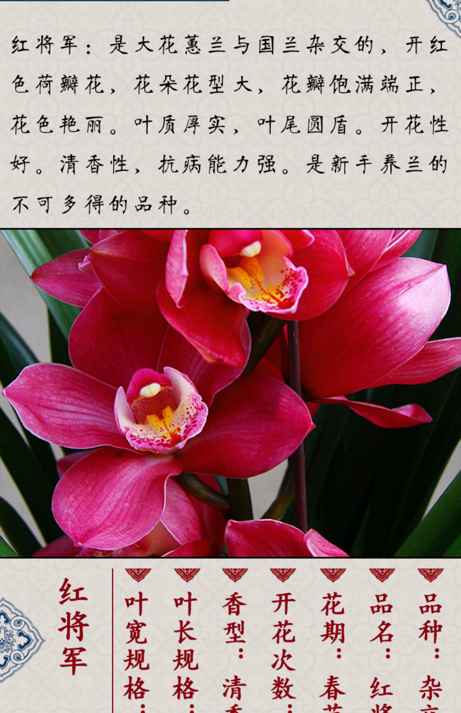 德芳兰园兰花兰花苗浓香建兰四季兰红贵妃带花苞花卉绿植盆栽客厅直播