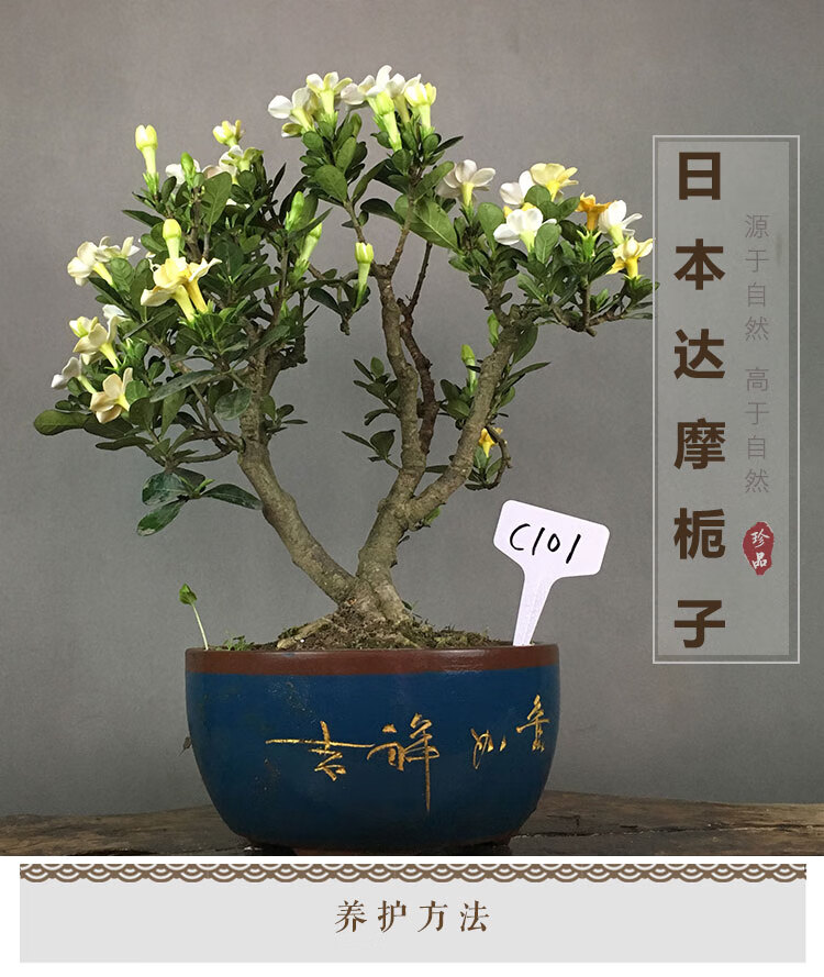 一本多杆树型客厅植物花卉盆景 桔红色 b403日本达摩栀子 带盆栽好