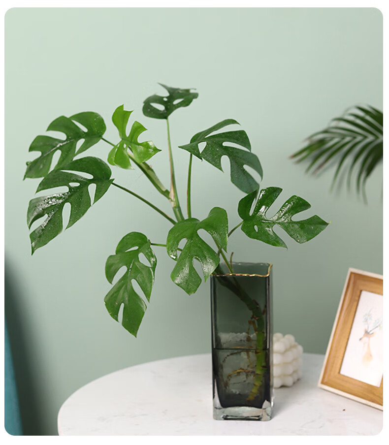 姬龟背小叶龟背竹爬藤盆栽植物绿植好养活室内 110#姬龟背/单株【原盆