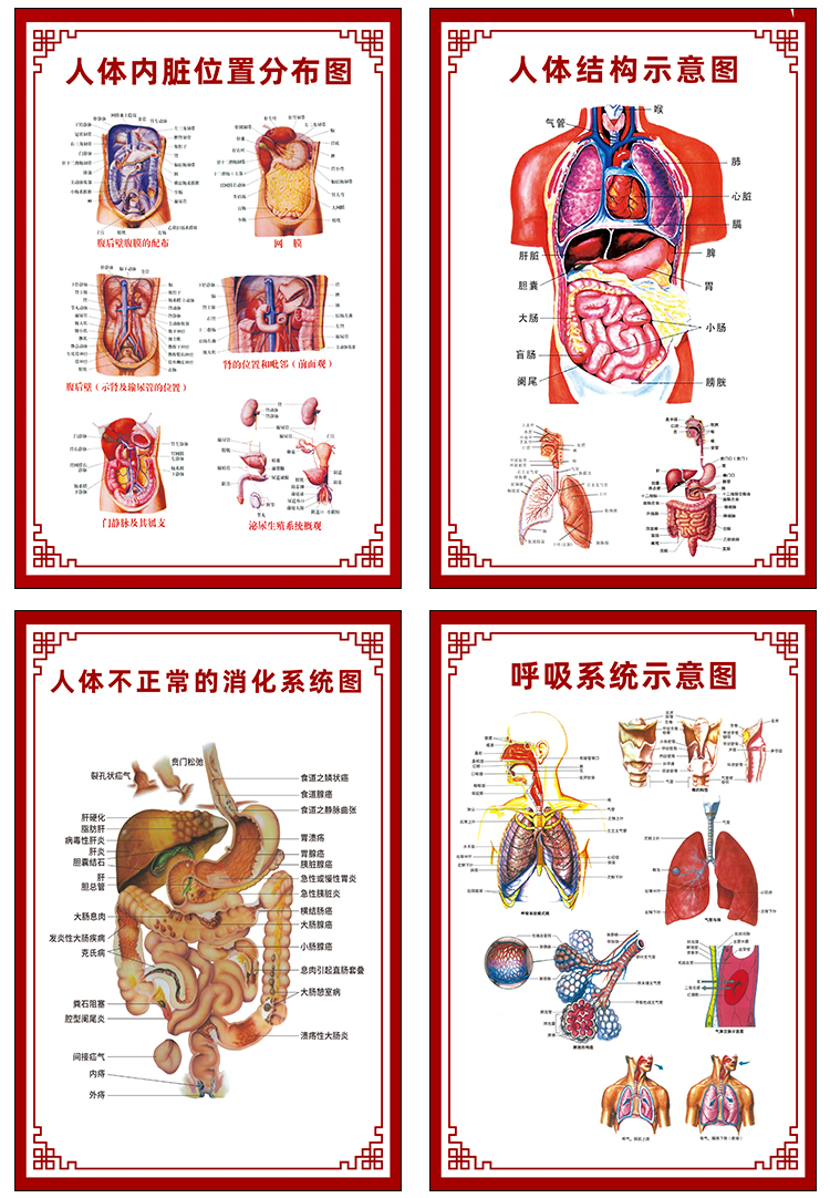 人體肌肉分佈解剖圖掛圖內臟結構圖全身器官經絡穴位圖骨骼示意圖標準