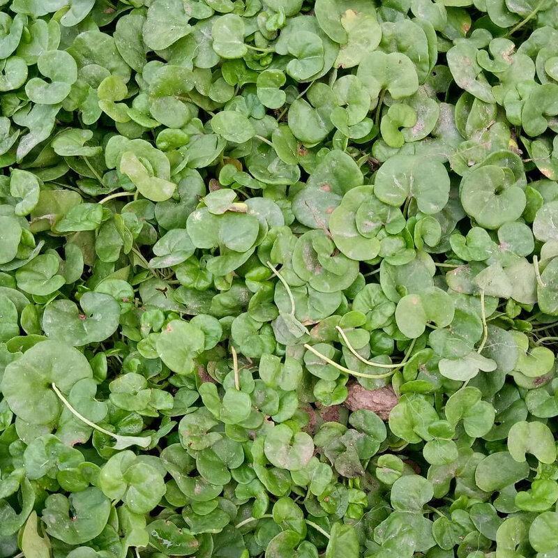 康中尊 金钱草正宗四川野生小叶金钱草溶石中药材化各种结石马蹄金250