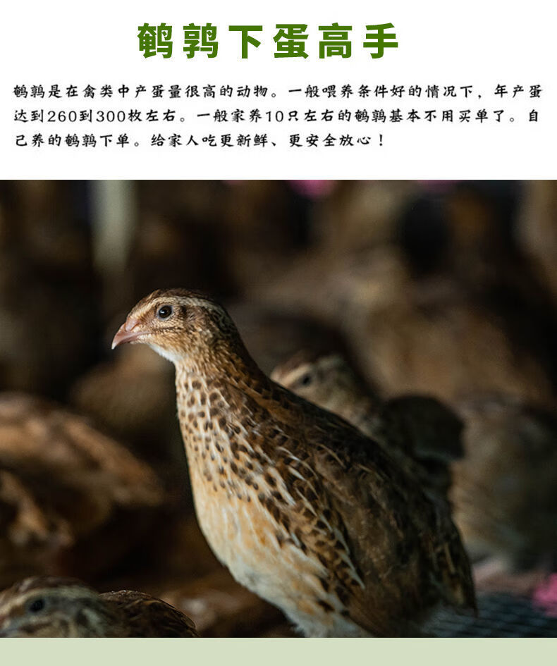 鵪鶉活體鬥鵪鶉鳥下蛋青年種雞繁殖寵物沙維黃羽產蛋鵪鶉套餐精品鵪鶉