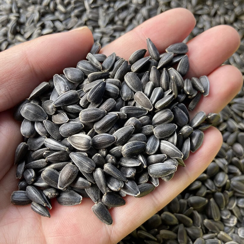 【京选推荐】黑珍珠小瓜子葵花子油葵籽鹦鹉鸟食仓鼠零食鸟粮鸽粮 生