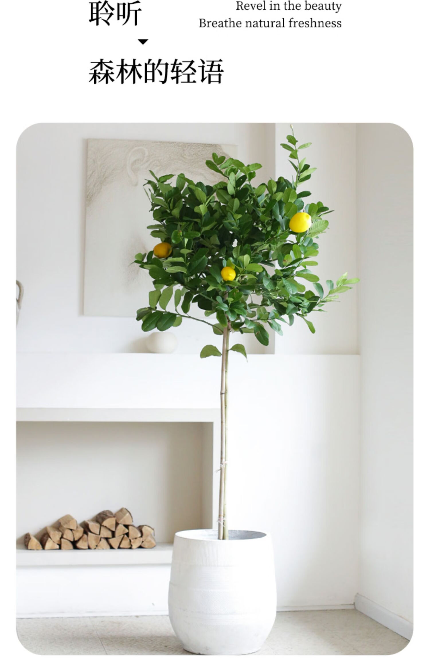 柠檬树大型盆栽老桩高杆绿植四季开花结果室内客厅净化空气大植物