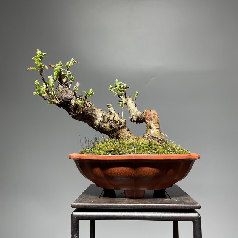 山楂老桩盆景山里红盆栽室内外观花观果植物花卉带盆 1号 带盆栽好