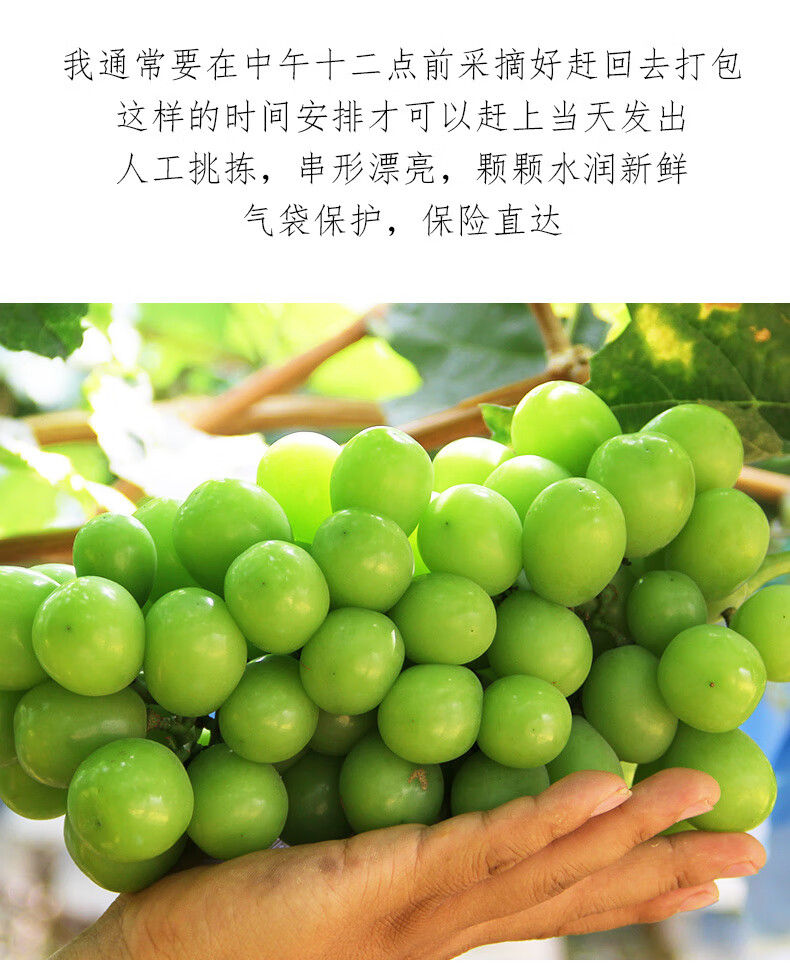 猫村长阳光玫瑰香印青提葡萄新鲜现摘晴王提子应季孕妇水果顺丰 2斤