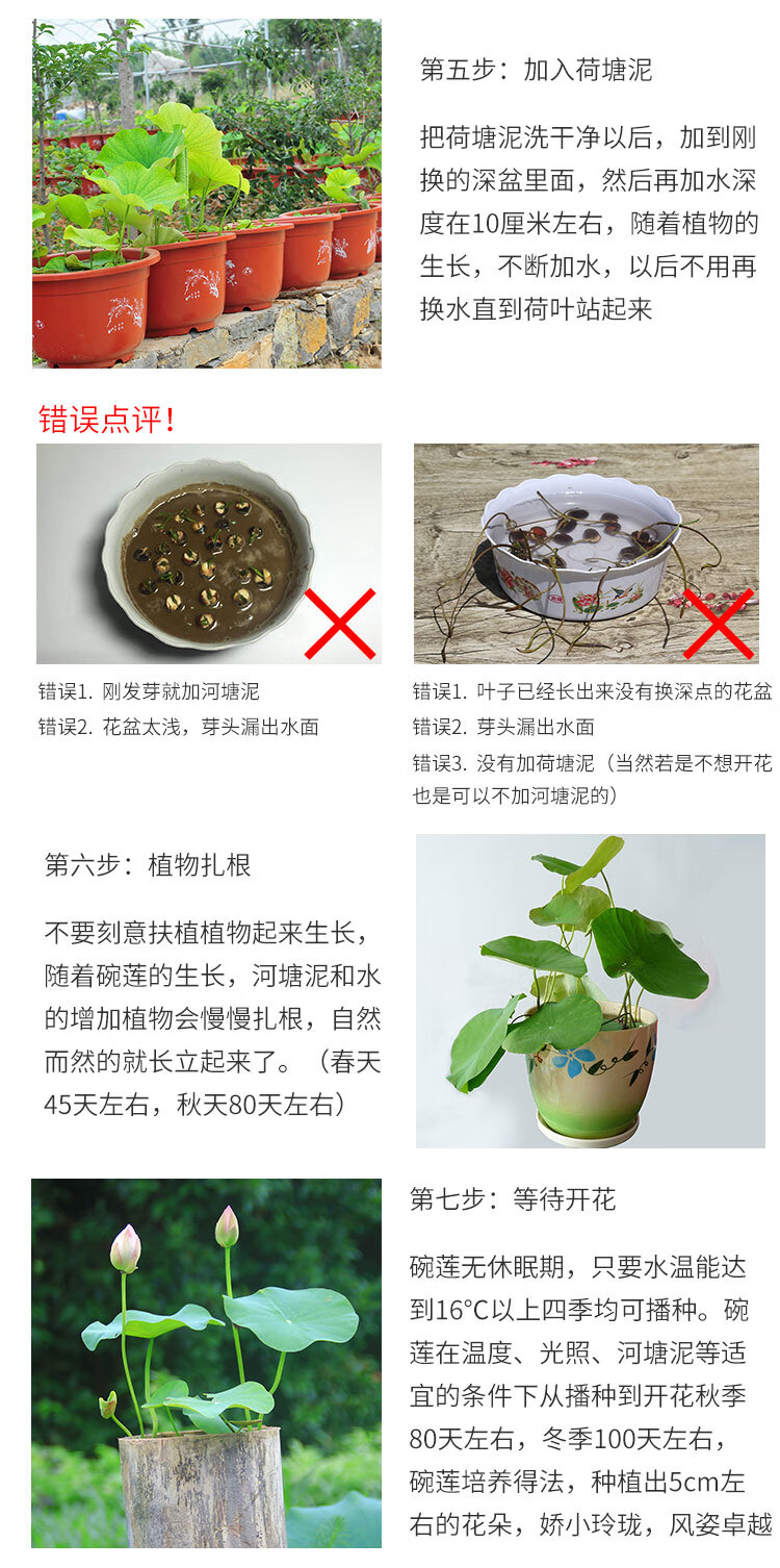 花盎 四季开花种植碗莲种子已开口30粒水培植物睡莲生荷花室内盆栽