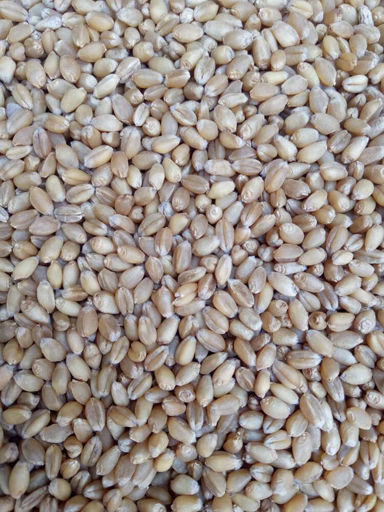 新小麦粒5斤农家自产 磨面做麦酱麦芽糖 小麦草种子 带皮麦子种籽