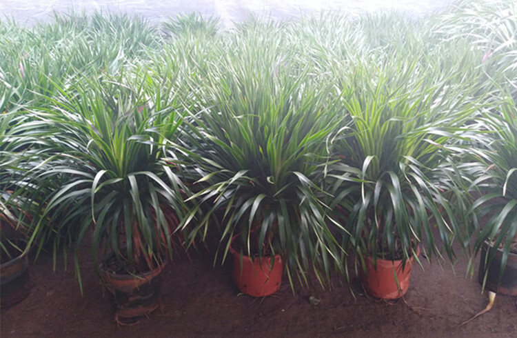 龙血树多头龙须树铁树苗盆栽大型客厅室内四季常青绿植物花卉盆景 多