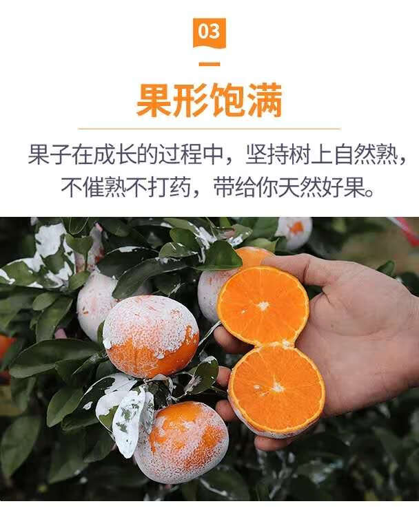 广西茂谷柑大果武鸣柑橘橙子石灰柑新鲜水果蜜橘脏脏柑非沃柑 9斤 9斤